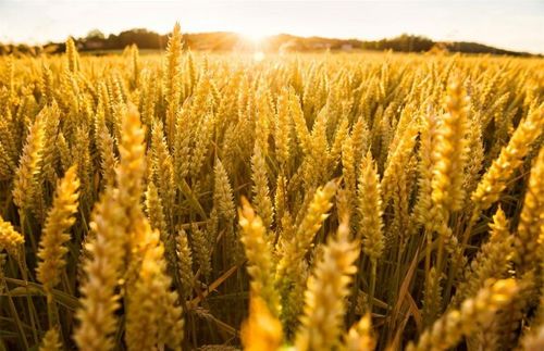 【Sermon】- It is the Spirit who gives life; it is also the Spirit who gives death