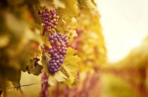 [Sermon] Focus on Loving God